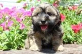 Wyatt Male Shorkie