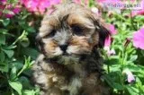 Winnie Female Shorkie