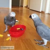 African grey parrots both female and male