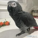 African grey parrots