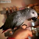 African grey with cage talks very good years
