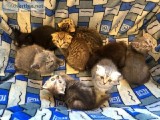 Scottish Fold Kittens