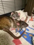 Rat Control service in Richmond BC  Call for a Free Quote 604-33