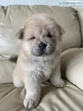Special color chow chow puppy