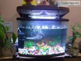 Fully Furnished Aquarium