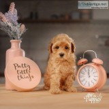 very beautiful poodle puppies