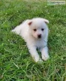 Monty Male Pomsky Mix