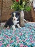 Sasha Female Pomsky Mix