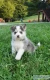 Rufus Male Pomsky Mix
