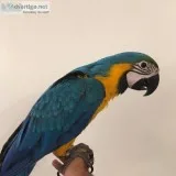 Paarots (birds) available for sale