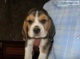 Online pet shop