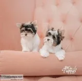Two Yorkie Puppies for sale Now