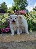 Spencer Male Pomsky Mix