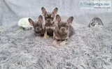 AKC registered frenchies for sale