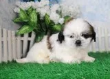 Gorgeous Shih tzu puppies ready For Sale