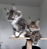 Awesome Maine Coon Kittens for sale