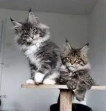 Awesome Maine Coon Kittens for sale