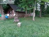 Polish Tatra Livestock Guardian Puppies