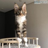 Adorable Maine Coon Kittens avalable.