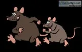 catch possum