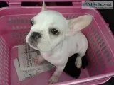 French bulldog puppy for sale in delhi