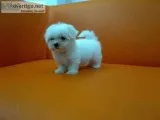 Maltese puppies are available in delhi