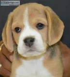 Beagle puppy for sale in delhi