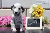Spotty Male AKC Dalmatian