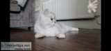 Persian Kittens for sale