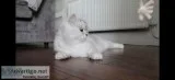 Persian Kittens for sale