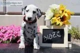 Blaze Male AKC Dalmatian
