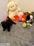 Buy well trained pugs, pug puppies for sale