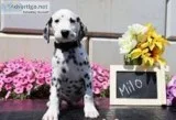 Milo Male AKC Dalmatian