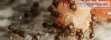 Ant Pest Control Massachusetts  Mosquito Mary s