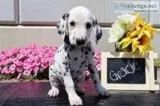 Gracie Female AKC Dalmatian