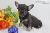 Tinker Female AKC French Bulldog