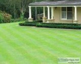 Make Property Look Green Forever with Kikuyu Grass