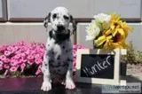 Hunter Male AKC Dalmatian