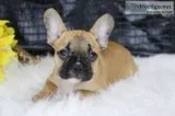 Kaylee Female AKC French Bulldog