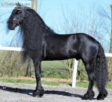 Excellent Black Friesian Horse for sale