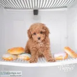 pretty beautiful poodle puppies foe sale