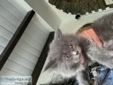 Euro maine c--n pedigreed persian mix male kittens