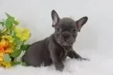 Ernie Male AKC French Bulldog