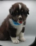 Australian Puppies ready for sale.