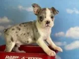 Ike Male Frenchton