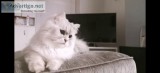 excellent Persian Kittens for sale now