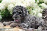 Marty Male Mini Goldendoodle