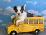 Tyke Male Frenchton