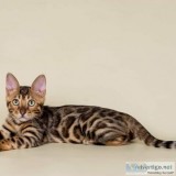 MF Bengal kittens ready for sale