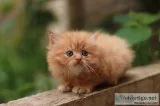 Online Persian Cat For Sale In India